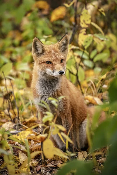 Red fox in a forest