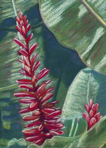 Red Ginger, Red Blossoms Among Green Leaves (Pastel)