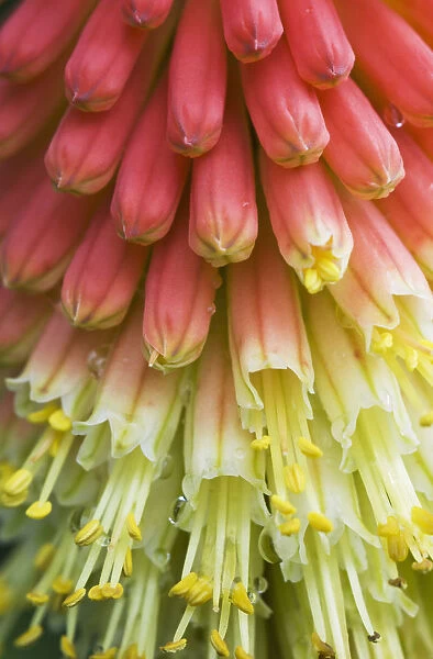 A Red-Hot Poker Plant Blooms In A Garden; Astoria, Oregon, United States Of America