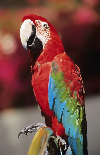 Red Macaw Parrot Closeup