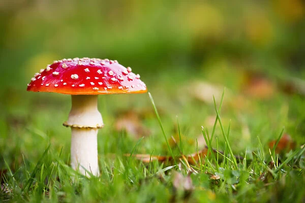 A Red Mushroom In The Grass; Northumberland, England
