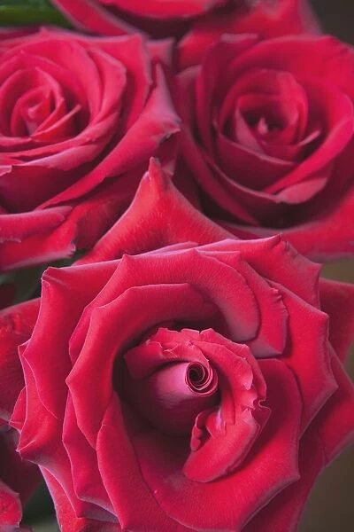 Red Roses; Quebec, Canada