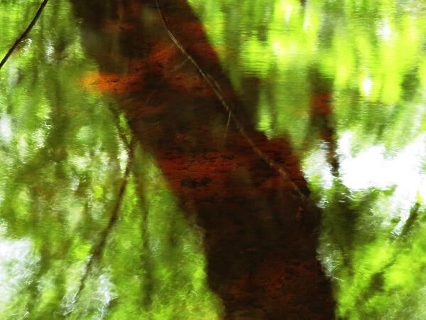 Red Tree 2, Massachusetts, Seekonk, Caratunk Wildlife Refuge, Green And Red Tree Reflections In Water