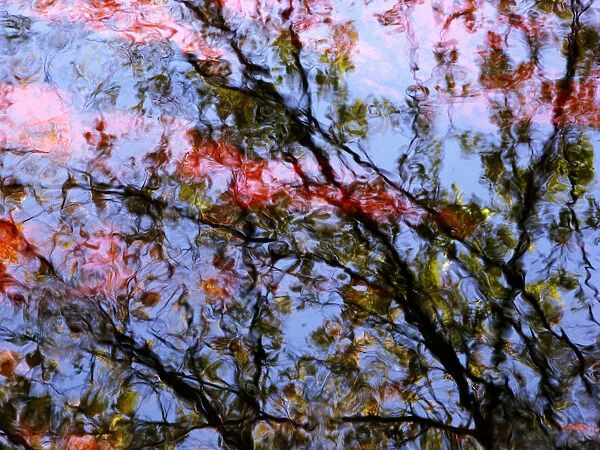 Red Trees 2, Massachusetts, Seekonk, Caratunk Wildlife Refuge, Ripples And Reflections On Water Surface
