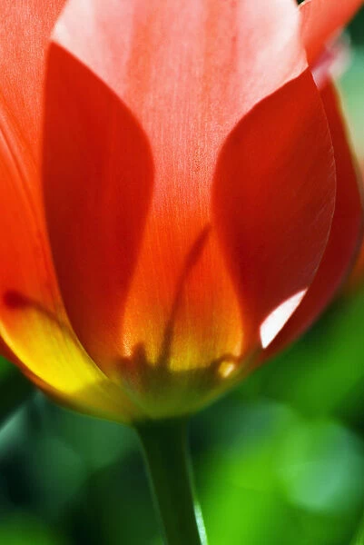 Red Tulip (Tulipa Cultivars), Close-Up Of Blossom And Stem