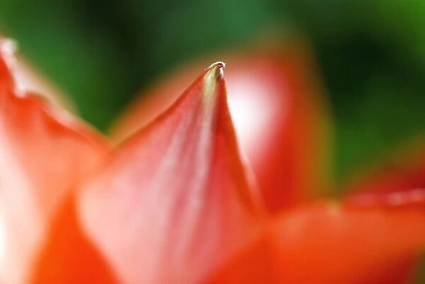 Red Tulip (Tulipa Cultivars), Extreme Close-Up On Petals