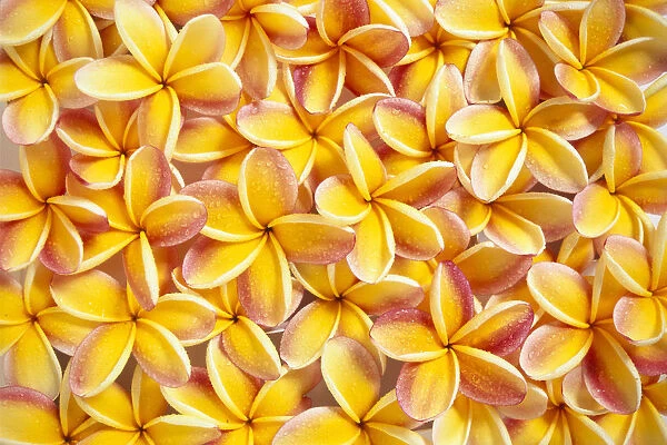 Many Red And Yellow Plumeria Flowers Spread Overlapping, Water Droplets