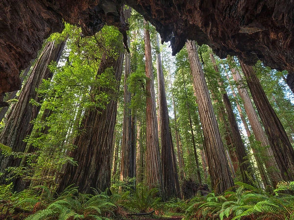 Redwoods of California, USA