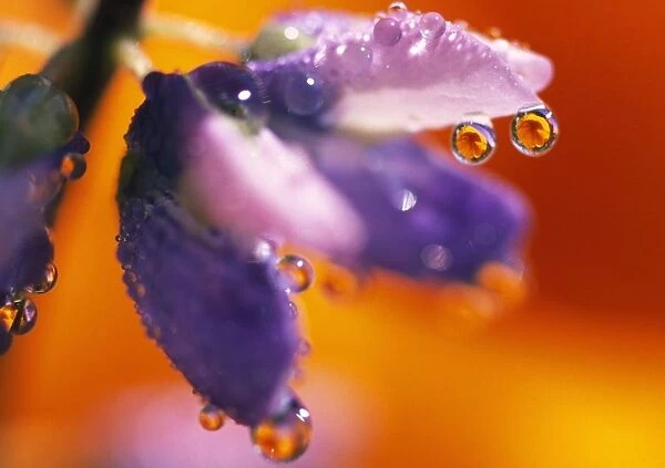 Reflection Of Flower In Dew Drops