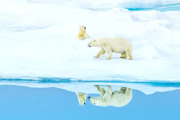 Reflection of mother and cub, polar bears (Ursus maritimus), Polar Bear Pass in Lancaster Sound