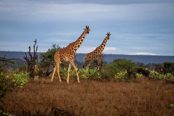 Two reticulated giraffes cross savannah at sunrise