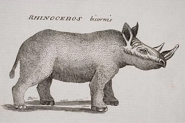 Rhinoceros Bicornis. Engraved By P. Halpin 18Th Century