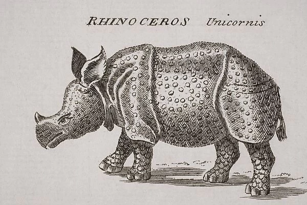 Rhinoceros, Unicornis. Engraved By P. Halpin 18Th Century