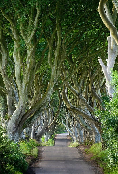 A road leads through the dark hedges, a row of beech trees in Northern Ireland, U. K