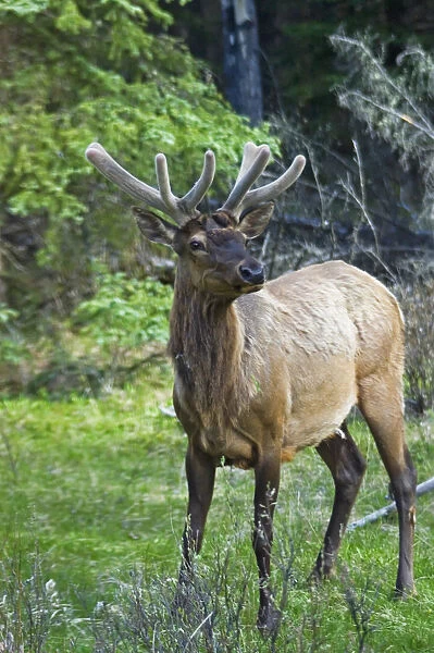 Roe Deer In Forest, Canadian Rockies, Canada
