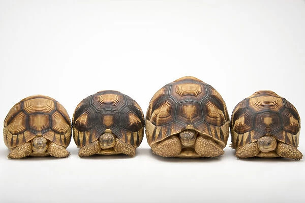 Row of critically endangered Ploughshare tortoises