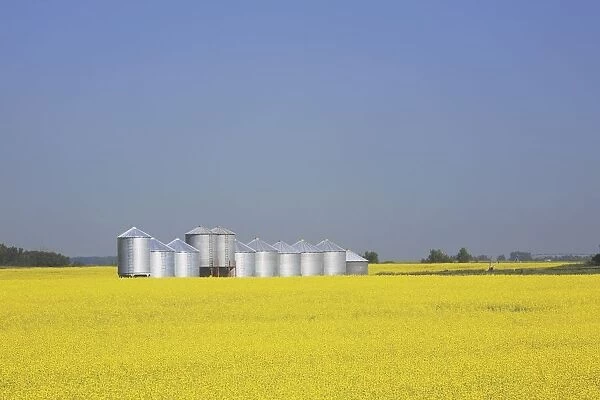 Row Of Metal Grain Bins In Canola Field, Alberta, Canada