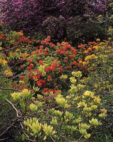 Rowallane Garden, Co Down, Ireland; Azaleas And Rhododendron
