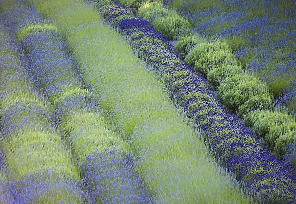 Rows of different lavender plants in a field in the cowichan valley; British columbia canada