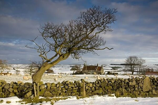 Rural Scene; North Yorkshire, England, Uk