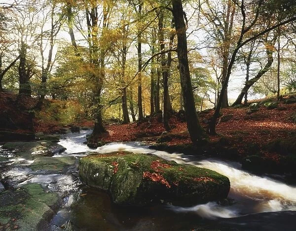 Sally Gap, County Wicklow, Ireland; Creek In Woods In Autumn