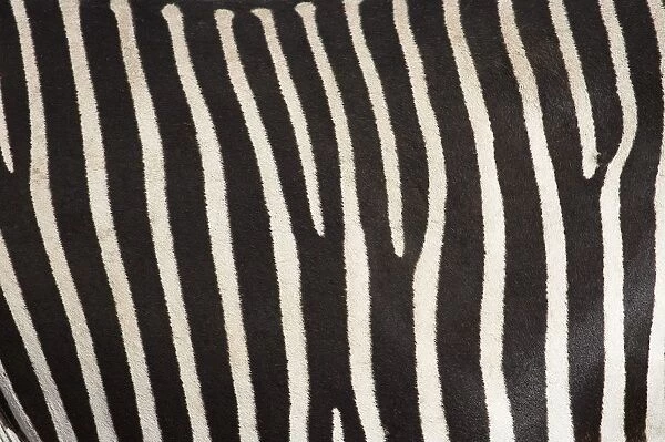 Samburu National Reserve, Kenya, East Africa; Close-Up Of Grevys Zebra Hide