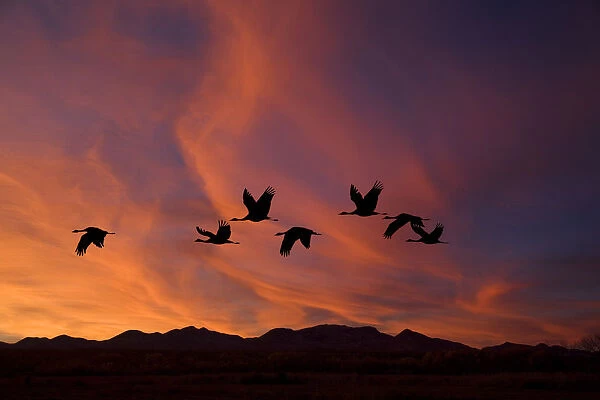 Sandhill Cranes At Bosque Del Apache National Wildlife Refuge. Fall In New Mexico. Composite