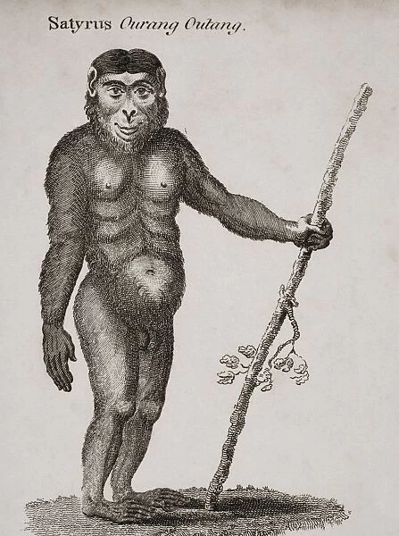 Satyrus, Ourang Outang. Engraved By Barlow, 18Th Century