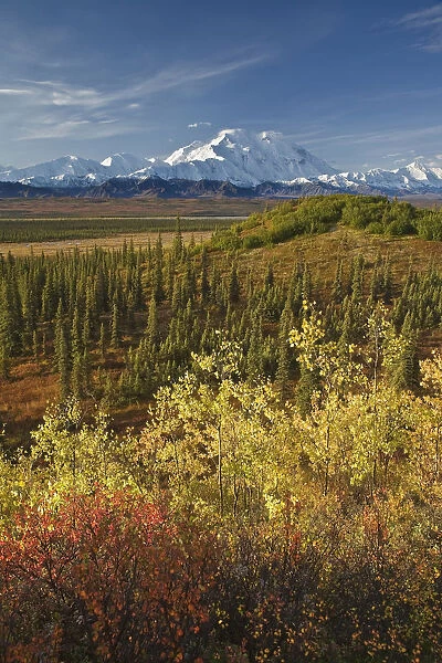Scenic Of Fall Tundra And Yellow Aspen Trees With Mt. Mckinley In The Background Near Wonder Lake Campground, Denali National Park, Alaska
