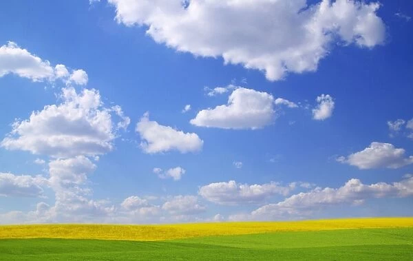 Scenic View Of Meadow And Canola Crop