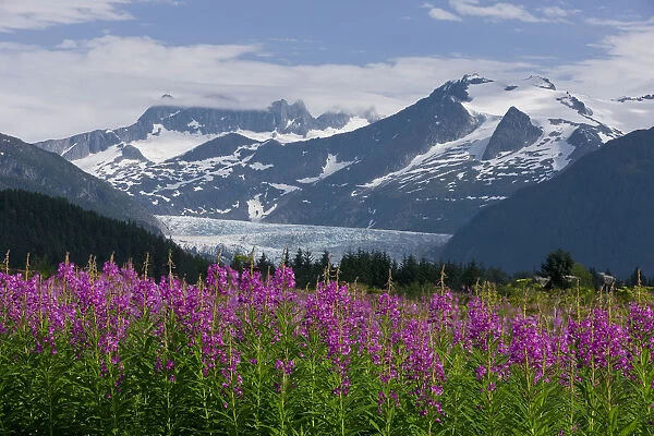 Scenic View Of Mendenhall Glacier With Fireweed In The Foreground, Tongass National Forest In Southeast Alaska During Summer