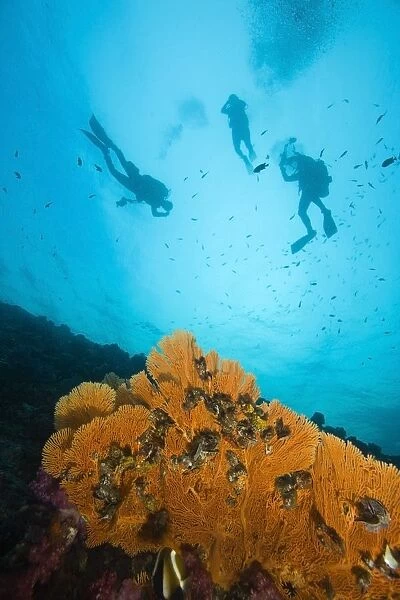 Scuba Divers, Richelieu Rock, Mu Koh Surin National Marine Park, Similan Islands, Thailand, Southeast Asia
