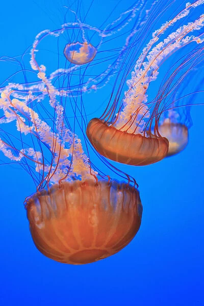 Sea Nettles (Chrysaora Fuscescens) In Monterey Bay Aquarium Display; Monterey, California, United States of America