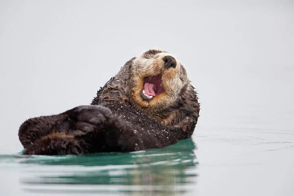 Sea Otter Floating On Back Scratching Head And Yawning, Prince William Sound, Southcentral Alaska, Winter