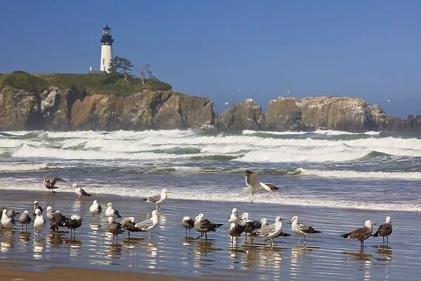 Seagulls On The Beach And Yaquina Head Lighthouse On The Oregon Coast; Oregon, Usa