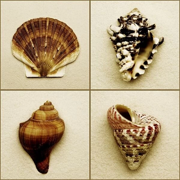 Seashell Composite
