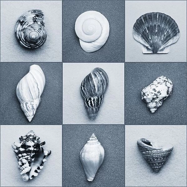 Seashell Composite