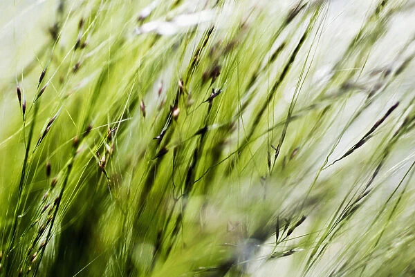 Selective Focus Of Green Ornamental Grass (Stipa Gigantea)
