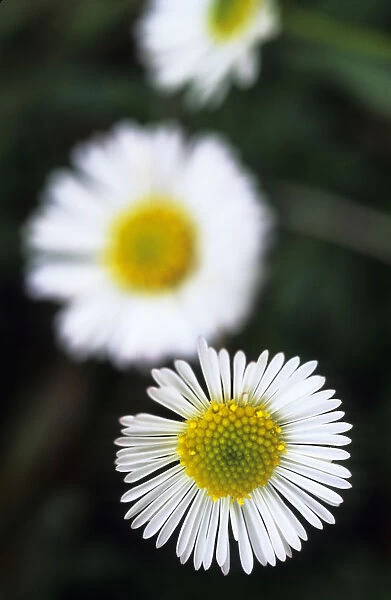 Selective Focus On One Of Three White And Yellow Daisy s