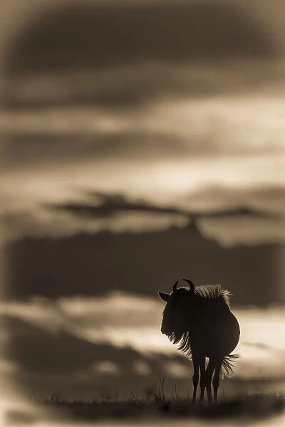 Sepia blue wildebeest stands on sunset horizon