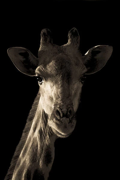 Sepia close-up of giraffe with black background, Namibia