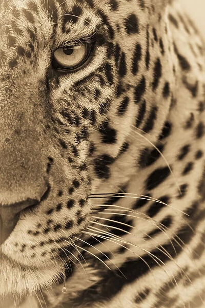 Sepia close-up of half of leopard face