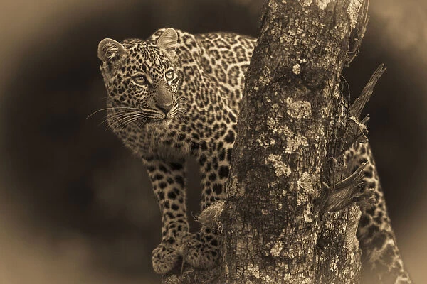 Sepia leopard looks up from tree perch