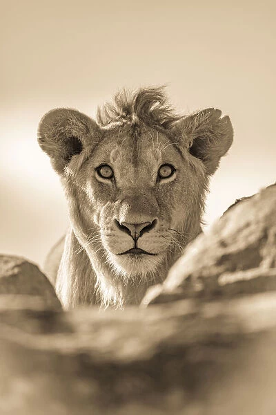 Sepia male lion watches camera over rocks