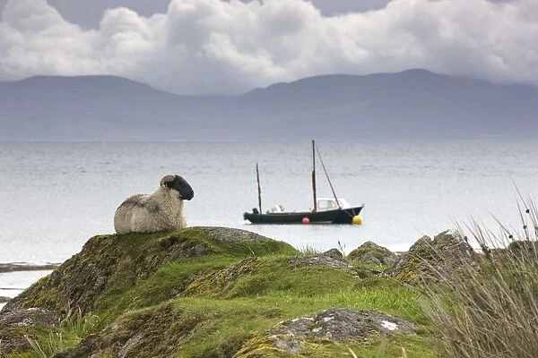 Sheep Enjoying The View, Scotland
