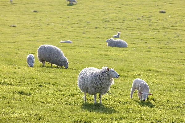 Sheep In A Field In The Typical English Countryside Of Rolling Hills Around Village Of Kingston Deverill; West Wiltshire, England