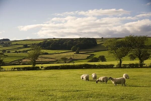 Sheep In A Field, Yorkshire, England