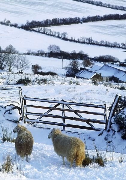 Sheep, Ireland; Sheep And A Farm During Winter In Ireland