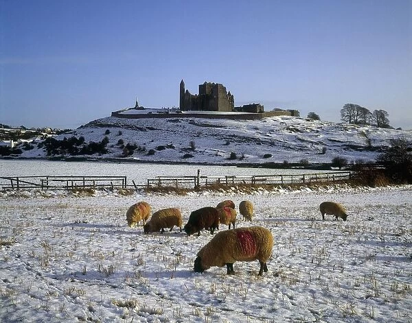 Sheep On A Snow Covered Landscape In Front Of A Castle, Rock Of Castle, Castle, County Tipperary, Republic Of Ireland