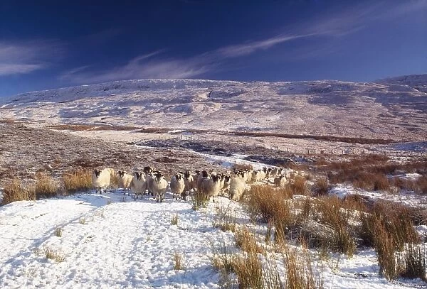 Sheep In Snow, Glenshane, Co Derry, Ireland